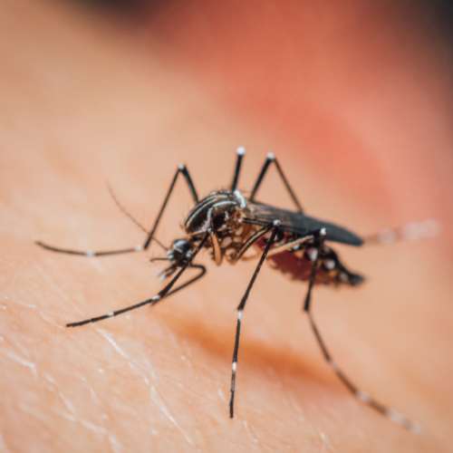 Mosquito Image